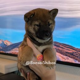 MARGAUX - Sesame female Shiba Inu puppy in Minnesota from BonsaiShibas