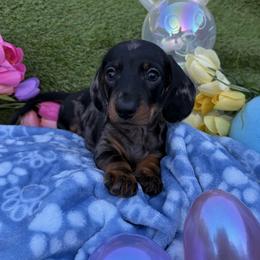 Boy 3 - Dapple male Dachshund puppy in Wittmann, Arizona from Purebred Pawprints