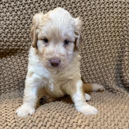 Honey girl 3 - Gold female Labradoodle puppy in Churchill County Fallon, Nevada from Card Family Ranch