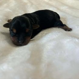 Sammy - Black and tan male Yorkshire Terrier puppy in Georgia from Nalley Kennels