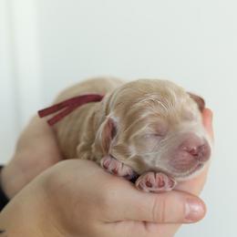 Pink - Apricot female Australian Labradoodle puppy in Williamstown, New York from Lewis Manor Labradoodles