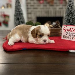 Cavalier King Charles Spaniel Puppies from Ridgefield Cavaliers
