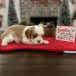 Cavalier King Charles Spaniel Puppies from Ridgefield Cavaliers