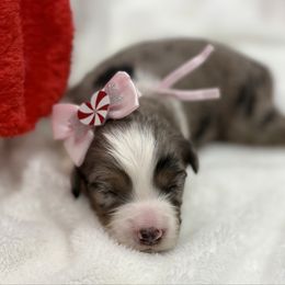 Light pink collar - Blue merle female Miniature Australian Shepherd puppy in 32046, Florida from River Hill Ranch