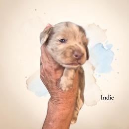Indie - Fawn (Isabella) female Dachshund puppy in Homosassa, Florida from Foxies Doxies