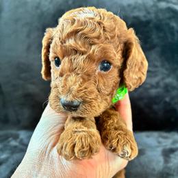 Rabbit - Red and white male Cockapoo puppy in Adrian, Oregon from ApplebyFarm