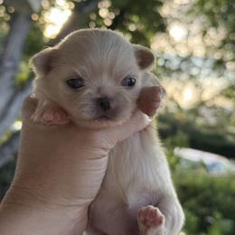Pekingese Puppies from Northridge Pekingese