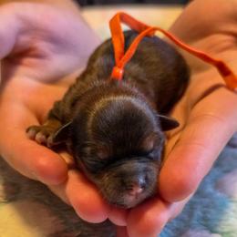 Pumpkin - Orange Collar - Gold female Shorkie puppy in Troy, Ohio from Ever After Tails