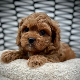Amelie - Sable female Cavapoo puppy in Palm Beach County, Florida from Benji’s Cockapoos