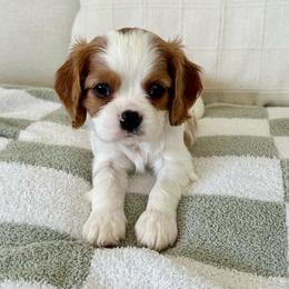 Winton - Blenheim male Cavalier King Charles Spaniel puppy in Buckeye, Arizona from Parks Cavaliers