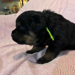 Gale - Black and mahogany female Rottweiler puppy in Crothersville, Indiana from The Solid Rock Kennel