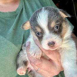 Elsa's blue girl - Blue female Pembroke Welsh Corgi puppy in Clinton, Tennessee from High Hopes Farm