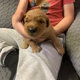 Green Boy - Dark golden male Golden Retriever puppy in Sun City, California from Benjamin Irving Goldens