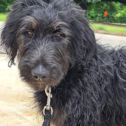 Dash - Black tri-color male Aussiedoodle puppy in Baldwin, Georgia from Tates Creek Kennels
