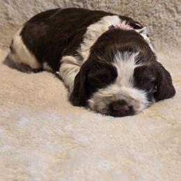 Roan female - Liver white and roan female English Springer Spaniel puppy in Jesup, Georgia from 31 Pines Kennels