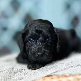 Eclipse - Goldendoodle puppy from Doodle Acres