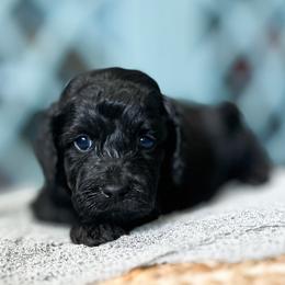 Eclipse - Goldendoodle puppy from Doodle Acres