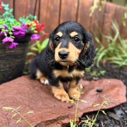 Dachshund Puppies from Rafter D4 Ranch - Mini Dachshunds