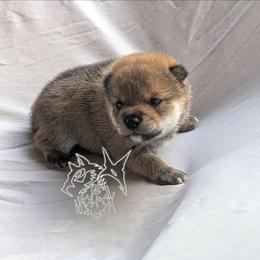 Oshan - Sesame male Shiba Inu puppy in California from WOLFOX shiba inu