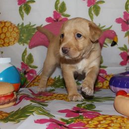 Peruvian Inca Orchid Puppies from Jasmine Rivera's Peruvian Inca Orchicds
