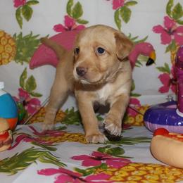 Peruvian Inca Orchid Puppies from Jasmine Rivera's Peruvian Inca Orchicds
