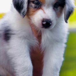 Alaska - Blue merle female Australian Shepherd puppy in Hamilton, New Jersey from Birch Haus