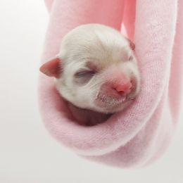 Companion Cross, Maltese, and Maltipoo Puppies from Seeking Shalom Acres Maltese, Maltipoos & Havamalts