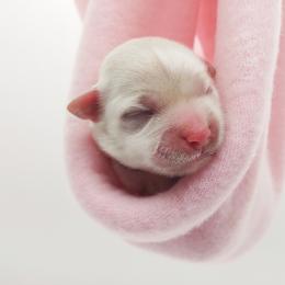 Companion Cross, Maltese, and Maltipoo Puppies from Seeking Shalom Acres Maltese, Maltipoos & Havamalts