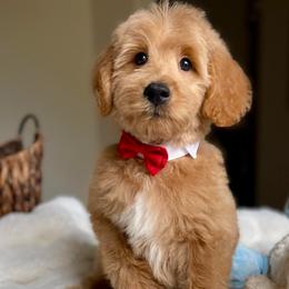 Mikey - Apricot male Australian Labradoodle puppy in San Antonio, Texas from I Love U Back Labradoodles, LLC