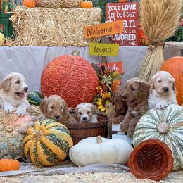 Goldendoodle Puppies from OCGoldendoodles