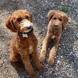 Bernedoodles, Goldendoodles, and Poodles from Jackie Fellingham