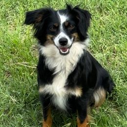 Mandy - Toy Australian Shepherd