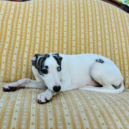 Elena - White and fawn brindle female Whippet puppy in Kingston, Tennessee from Smithfield Park