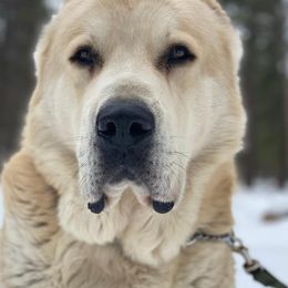 Central Asian Shepherd Dog All Grown Up from Alabaivalley