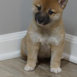 Shiba Inu Puppies from Veronika's Shiba Inus