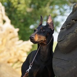 Milla  - Manchester Terrier