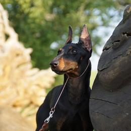 Milla  - Manchester Terrier