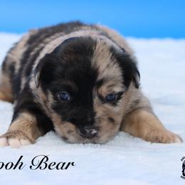 Pooh Bear - Blue merle male Miniature Australian Shepherd puppy in Weeki Wachee, Florida from Arlington's Mini Aussies