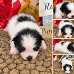 AKC Jamie - Black and tan male Pomeranian puppy in Byron, Georgia from Tracys Pom Palace
