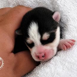 Girl 2 (Morgana) - Black and white female Pomsky puppy in Norfolk, Virginia from 'Brick'House Couture Pomskies