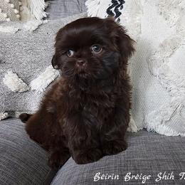 Shih Tzu Puppies from Beirin Breige Shih Tzus