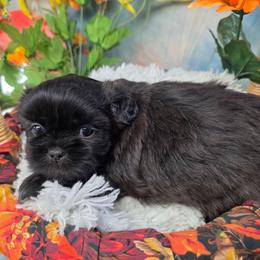 Marshall - Black and white male Shih Tzu puppy in Green Bay, Wisconsin from Kim's Shih Tzus