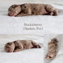 Huckleberry - Merle male Goldendoodle puppy in Woodruff, South Carolina from Crooked Creek Doodles and Poodles