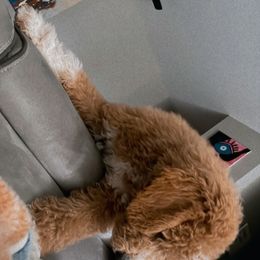French Bulldog and Goldendoodle Puppies from Good Vibes Puppies
