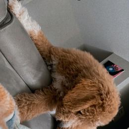 French Bulldog and Goldendoodle Puppies from Good Vibes Puppies
