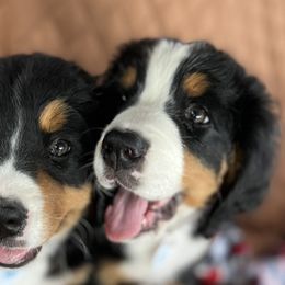 Jynx - Bernese Mountain Dog