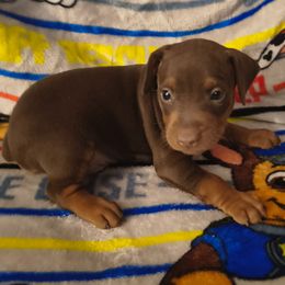 SHADOW  (X-MAS EVE AND DAY PICK UP AVAILABLE) - Chocolate and rust male Miniature Pinscher puppy in Cincinnati, Ohio from ALL AMERICAN K9 LLC