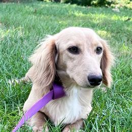 Aspen - Dachshund