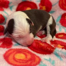 Girl 1 - White and red female Border Collie puppy in Roanoke, Virginia from Romestar performance K9