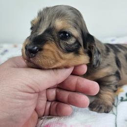 Red dapple male - Dapple male Dachshund puppy in Belle Rive, Illinois from Akin's Miniature Dachshunds, LLC